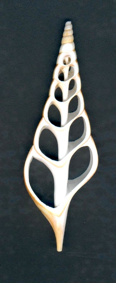 shell slice
