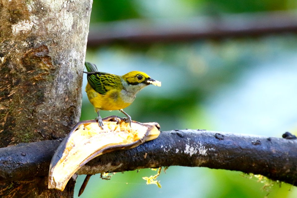 Silverthroated Tanager, Tangara icterocephala - 260A1850
