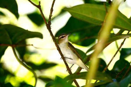 Red-eyed Vireo