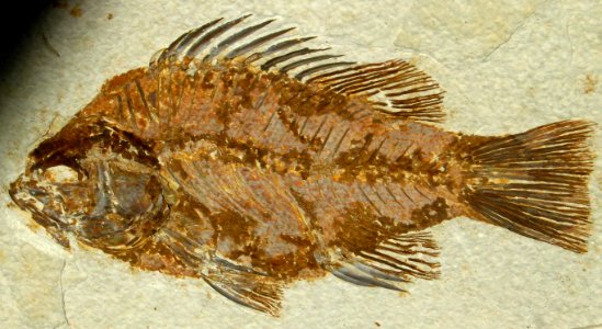 fish fossil photo