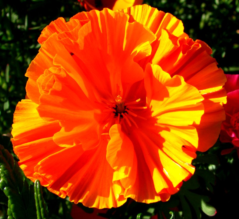 fluted orange poppy