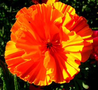 fluted orange poppy photo