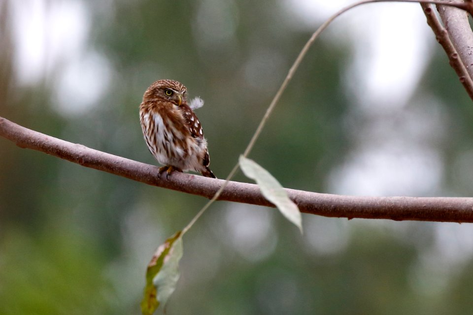 Peruvian (Pacific) Pygmy-Owl, Glaucidium peruanum - 260A3191