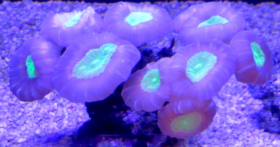 green-and-purple coral photo