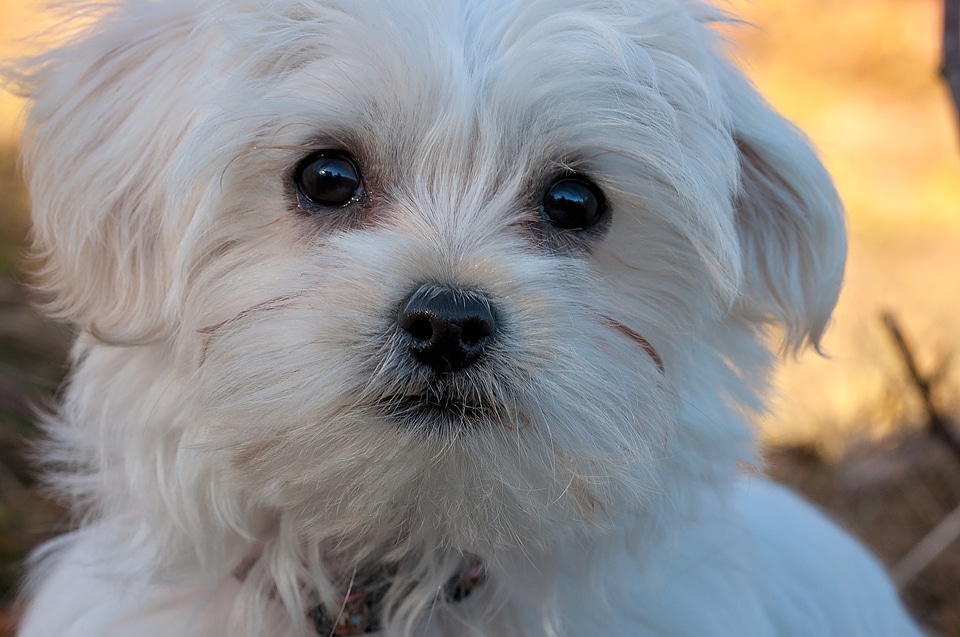 Maltese white small