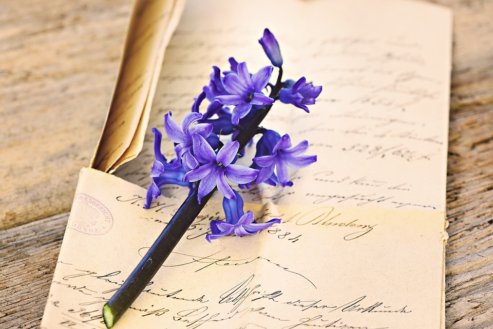 Blue flowers fragrant