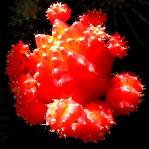 red cactus photo