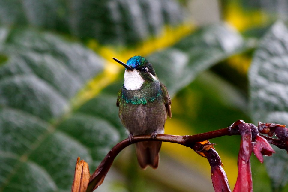White-throated Mountain-gem