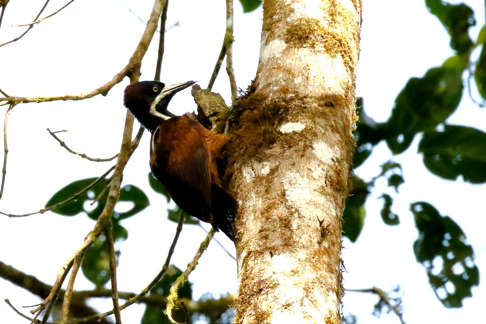 Powerfull Woodpecker (f), Campephilus pollens - 260A2401