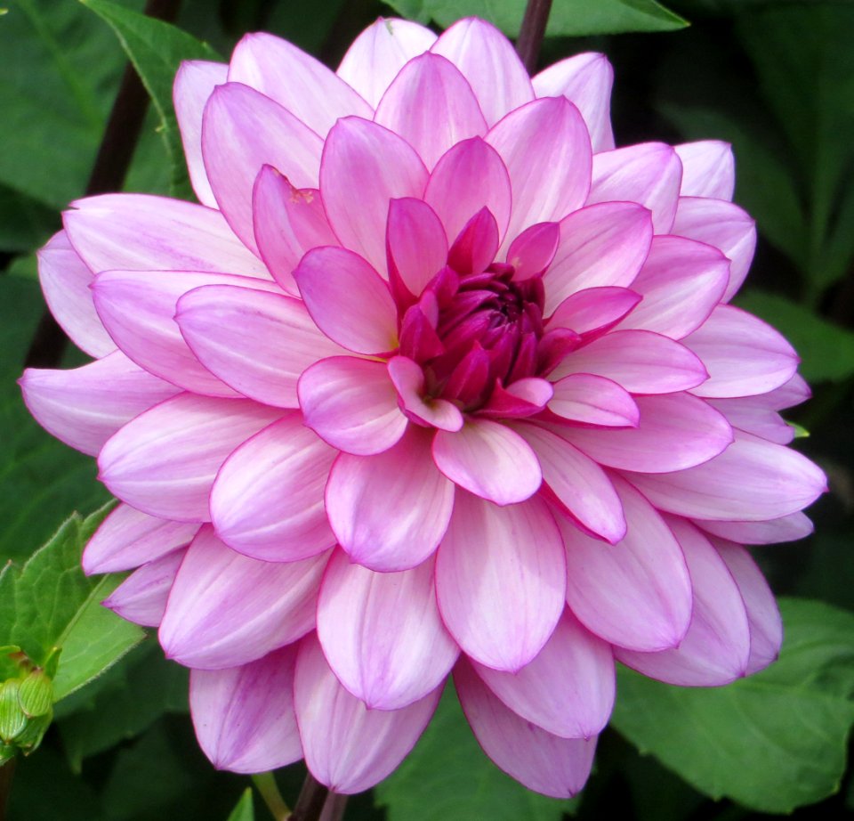 pink dahlia 5