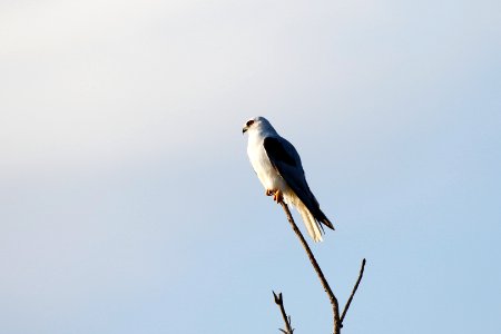 White-tailed Kite photo