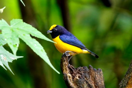 Orange-bellied Euphonia, Euphonia xanthogaster - 260A1668