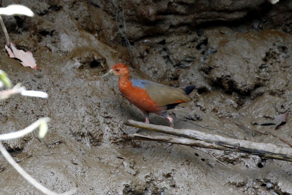 Rufous-necked Woodrail, Aramides axillaris - 260A3438