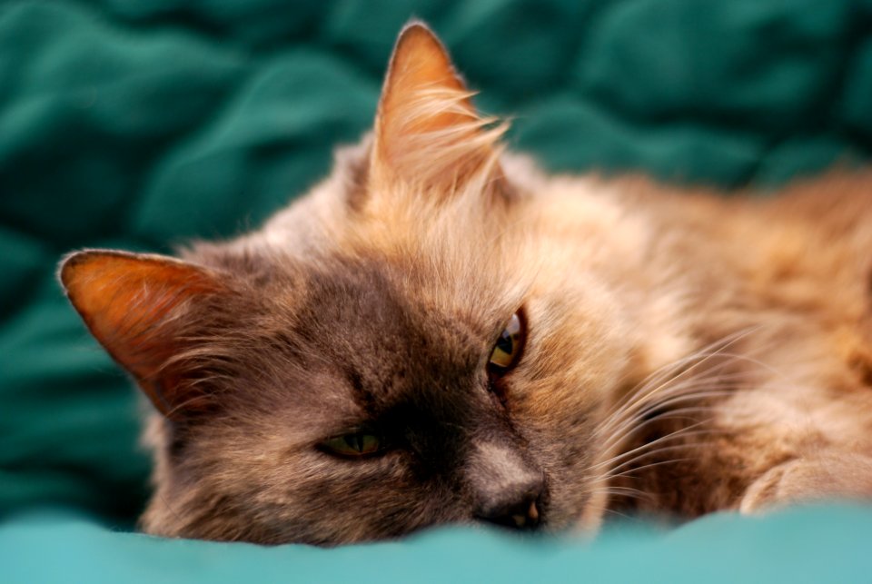 Sleepy Cat on a Green Blanket
