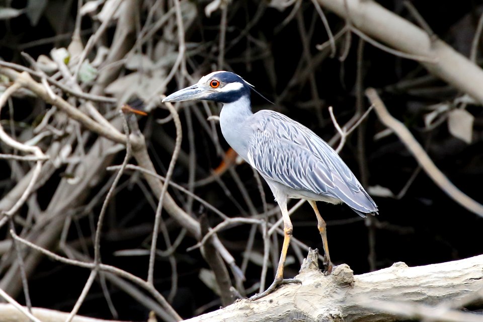 Yellow-crowned Night-Heron, Nyctanassa violacea -260A3431