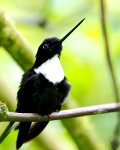 Collared Inca (m) (Coeligena torquata) - 260A0186