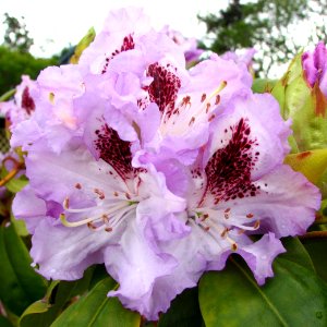 purple-red rhododendrons photo