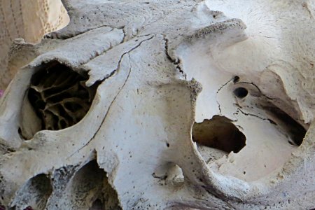 animal skull, eyesockets photo