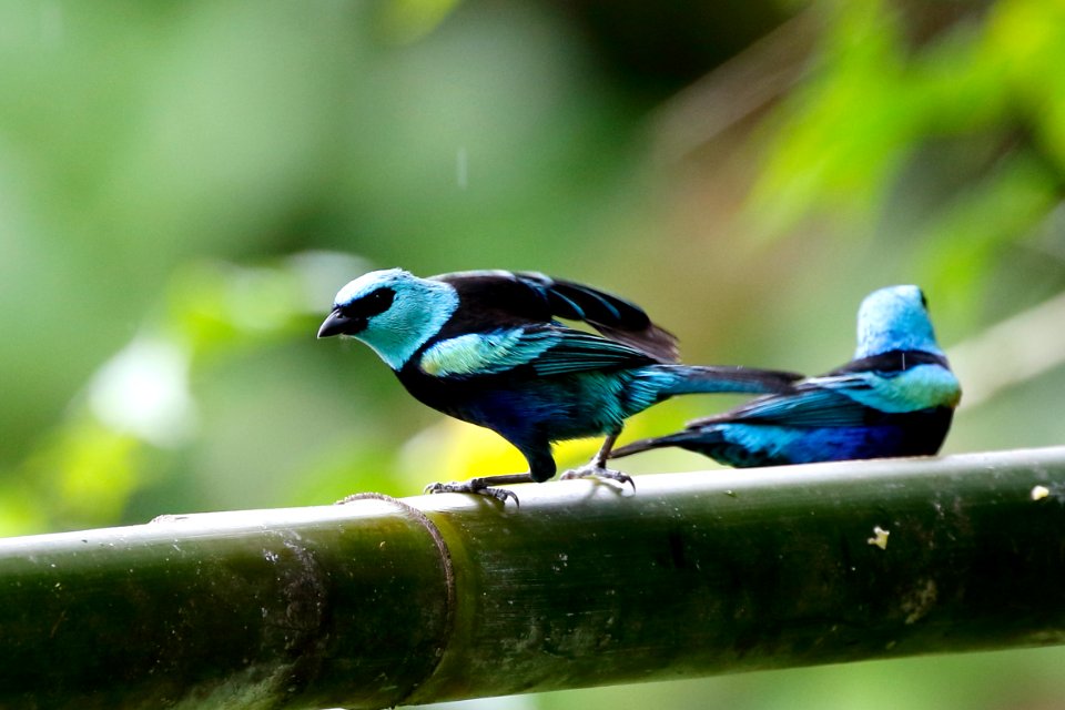 Blue-necked Tanager, Tangara cyanicollis - 260A2500