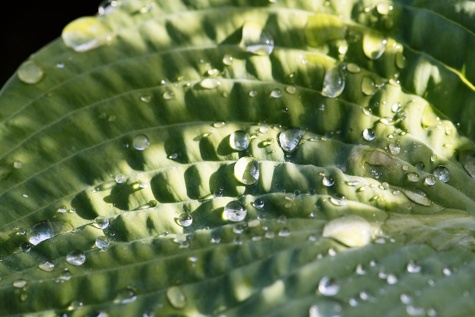 Green plant raindrop nature