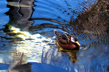 duck with reflections photo