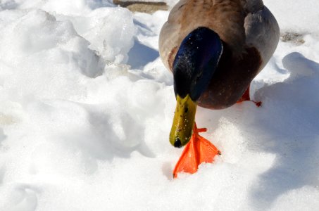 Duck Walking in Snow photo