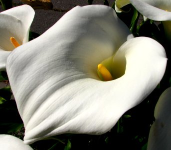 calla lily 2 photo