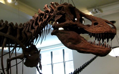T. rex head