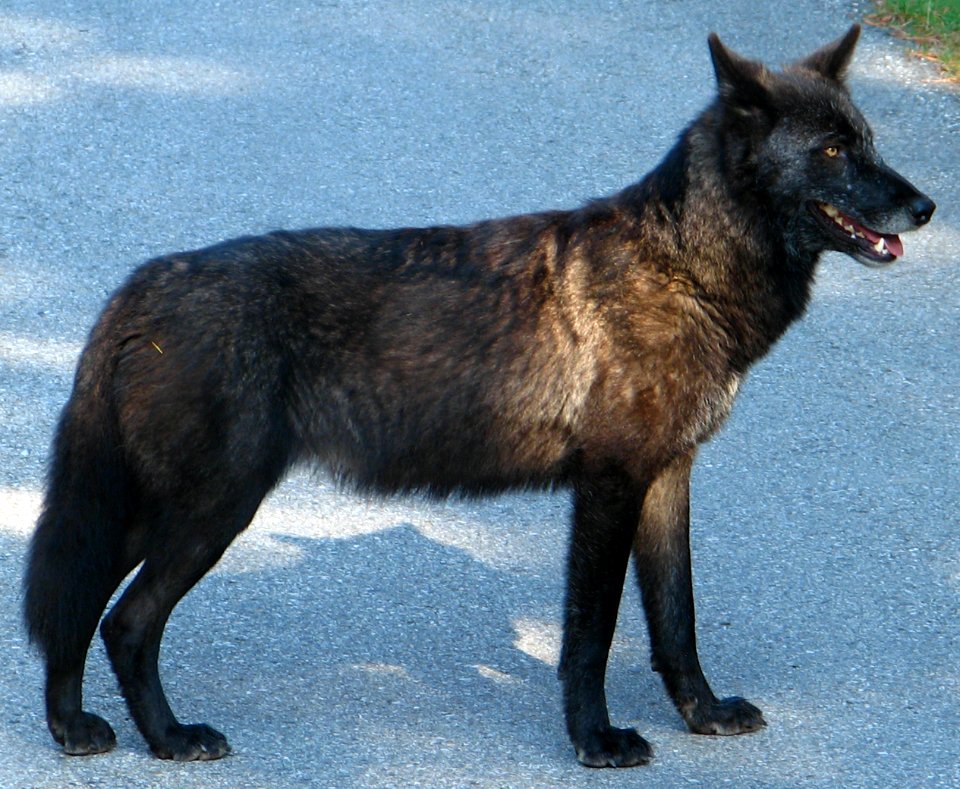 wolf