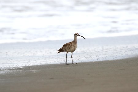 Whimbrel 260A4629