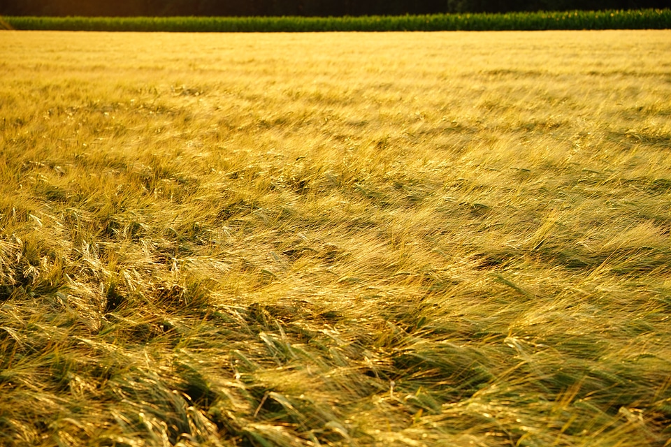 Evening light golden gold