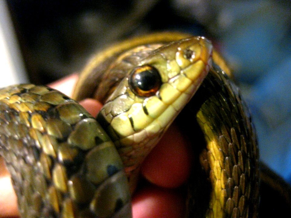close up of a garter snake