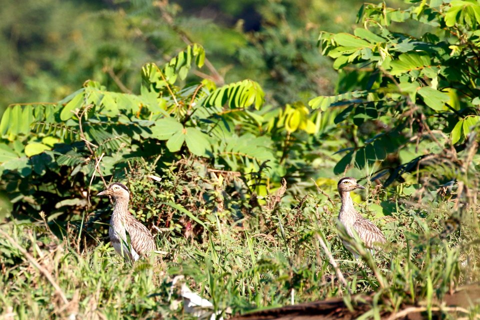 Double-striped Thick-Knee
