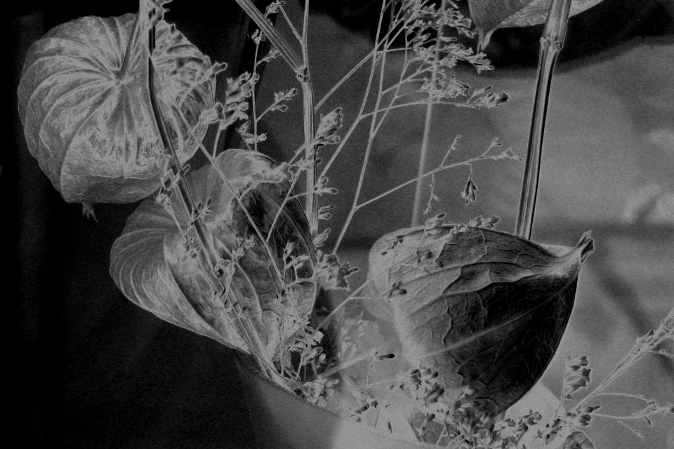 solarized seedpods