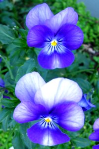 blue-purple violas photo