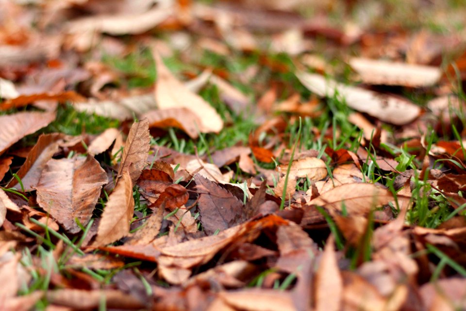 Autumn Litter 가을 낙엽 CC0photo
