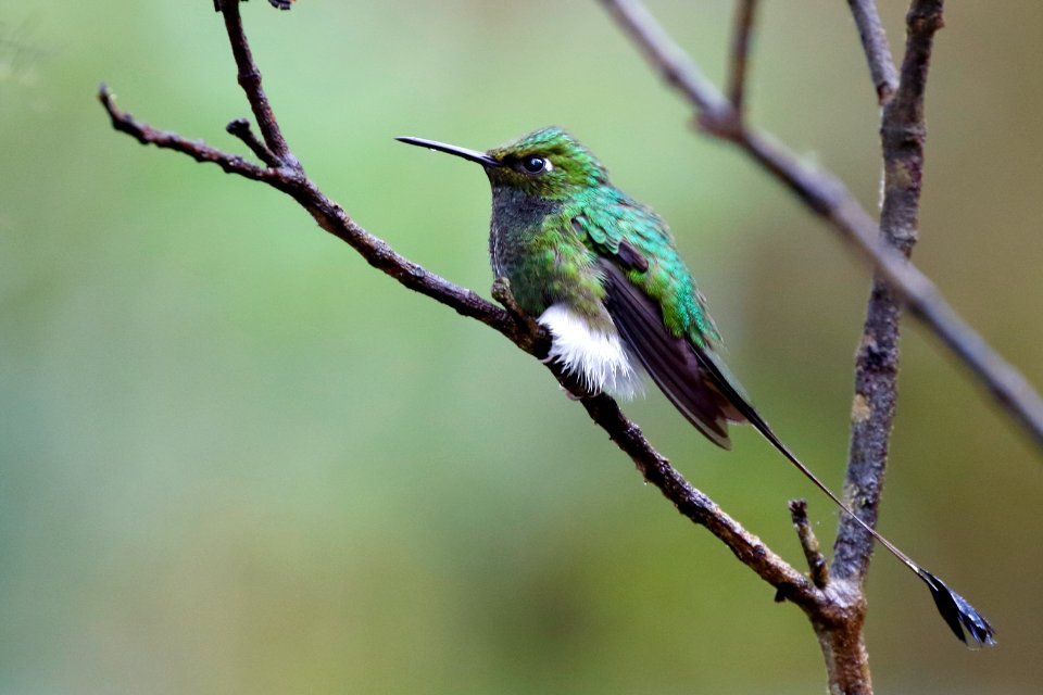 Booted Racket-tail (m) Ocreatus Underwoodii) - 260A2747