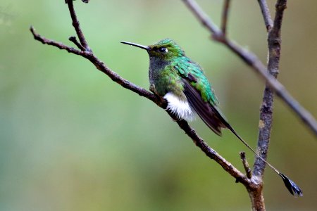 Booted Racket-tail (m) Ocreatus Underwoodii) - 260A2747 photo