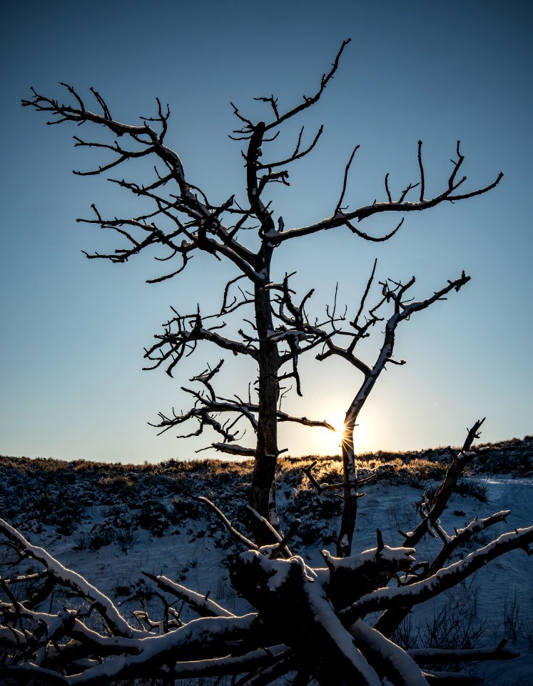 Surviving the Winter