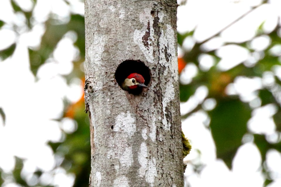 Golden-olive Woodpecker, Colaptes rubiginosus - 260A2551