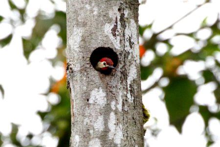 Golden-olive Woodpecker, Colaptes rubiginosus - 260A2551