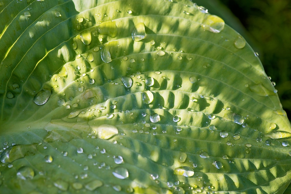 Garden nature drop of water