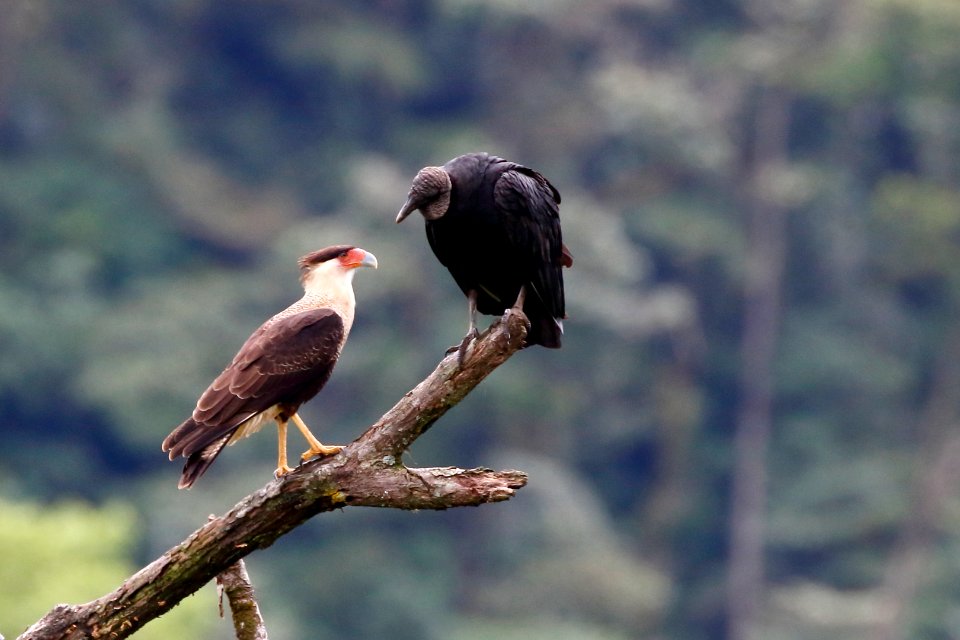Crested Caracara & Black Vulture