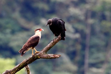 Crested Caracara & Black Vulture
