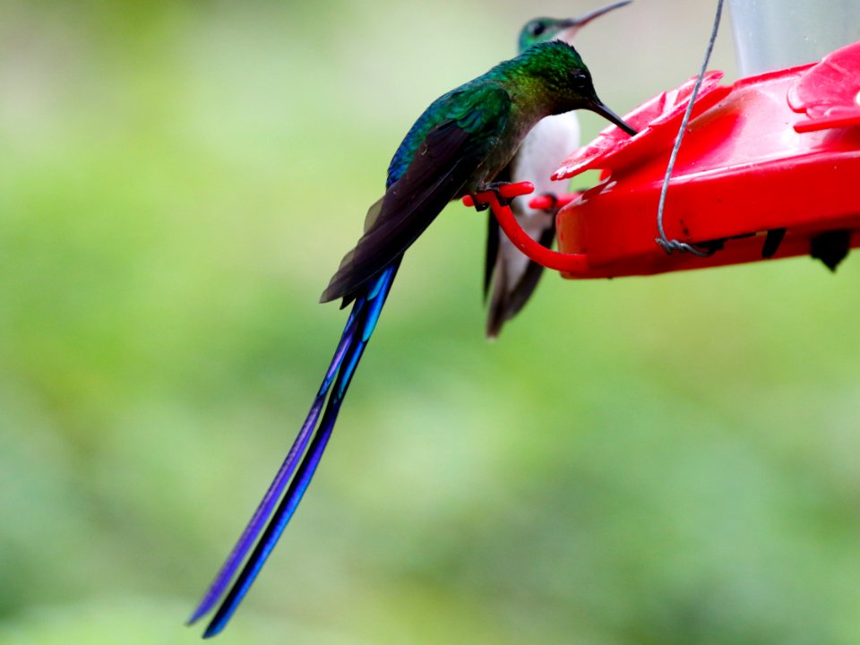 Violet-tailed Sylph (m) (Aglaiocerus coelestis) - 260A1696