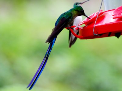 Violet-tailed Sylph (m) (Aglaiocerus coelestis) - 260A1696