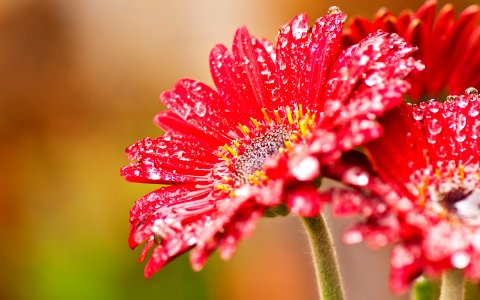 Flores-Rojas-Lluvia-Agua 01