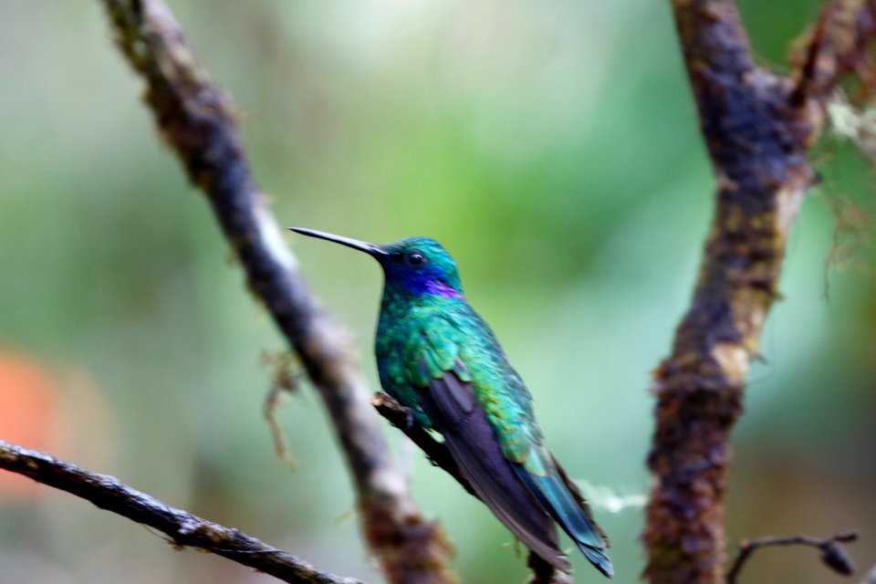 Sparkling Violet-ear (Colibri coruscans) - 260A2736