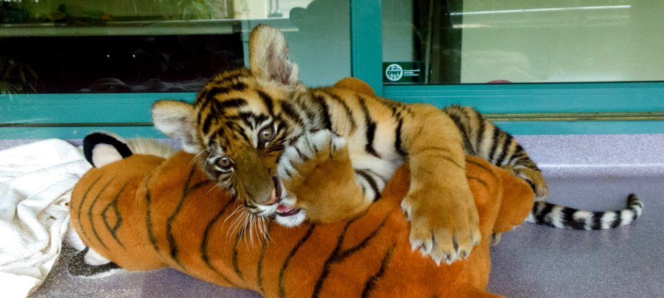 Dreamworld Tiger Island cub photo