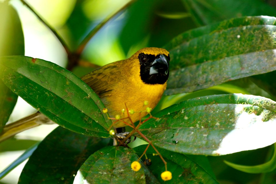 Black-faced Grosbeak
